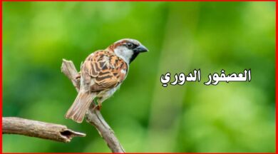العصفور الدوري