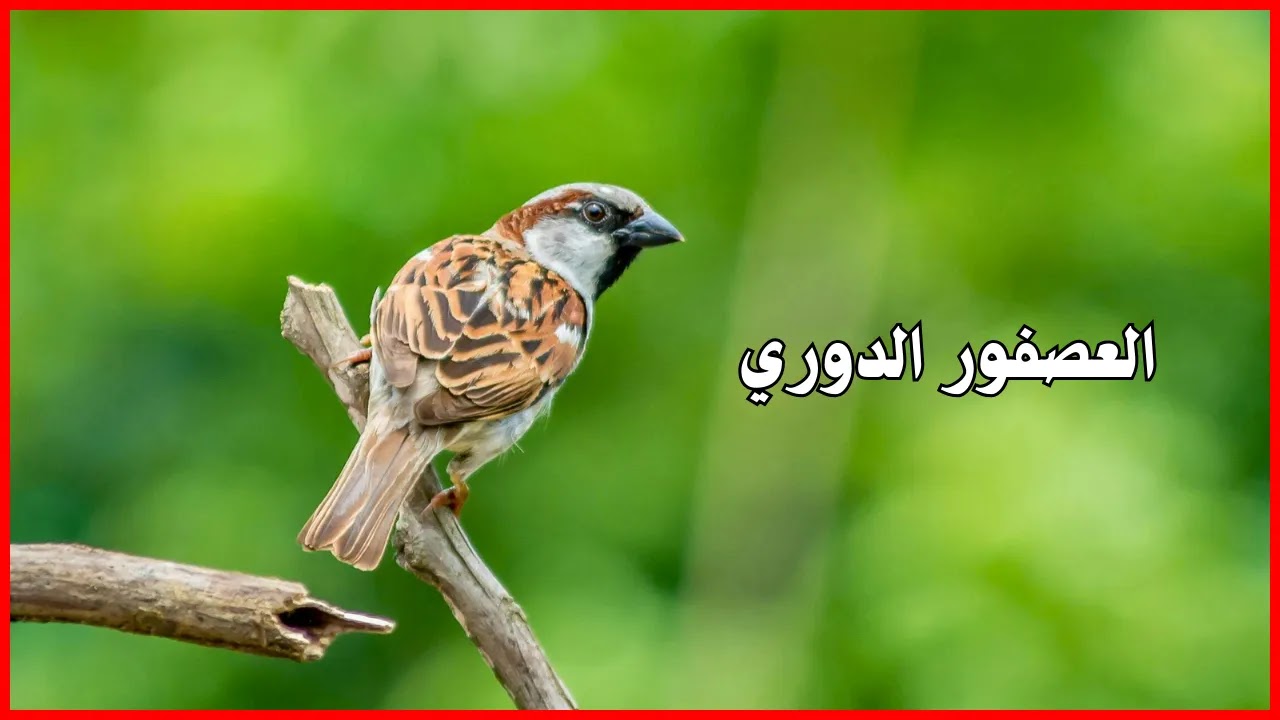 العصفور الدوري