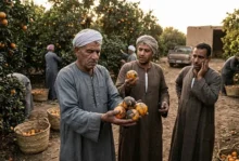 بين«العفن والديون»..«الندوة العسلية» تُهدد عرش البرتقال في مهد الشتاء